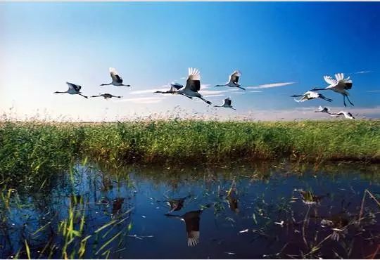 处暑节气绘画,处暑不出头割谷喂老牛什么意思