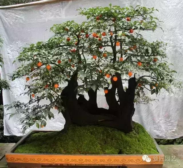 阳台养护金弹子盆景达人,金弹子盆景养护与管理