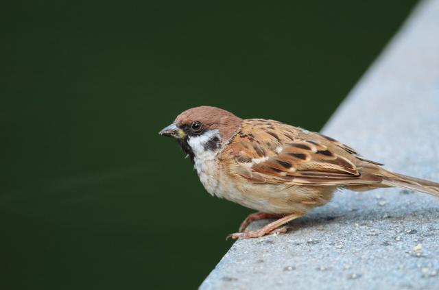 摄影新手选哪一款佳能长焦镜头,佳能最火的长焦广角镜头
