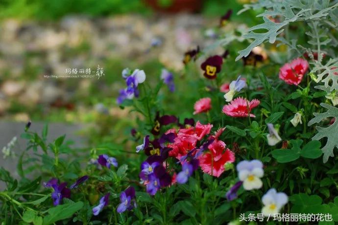 园丁修剪灌木,开满鲜花的小路教学设计一等奖