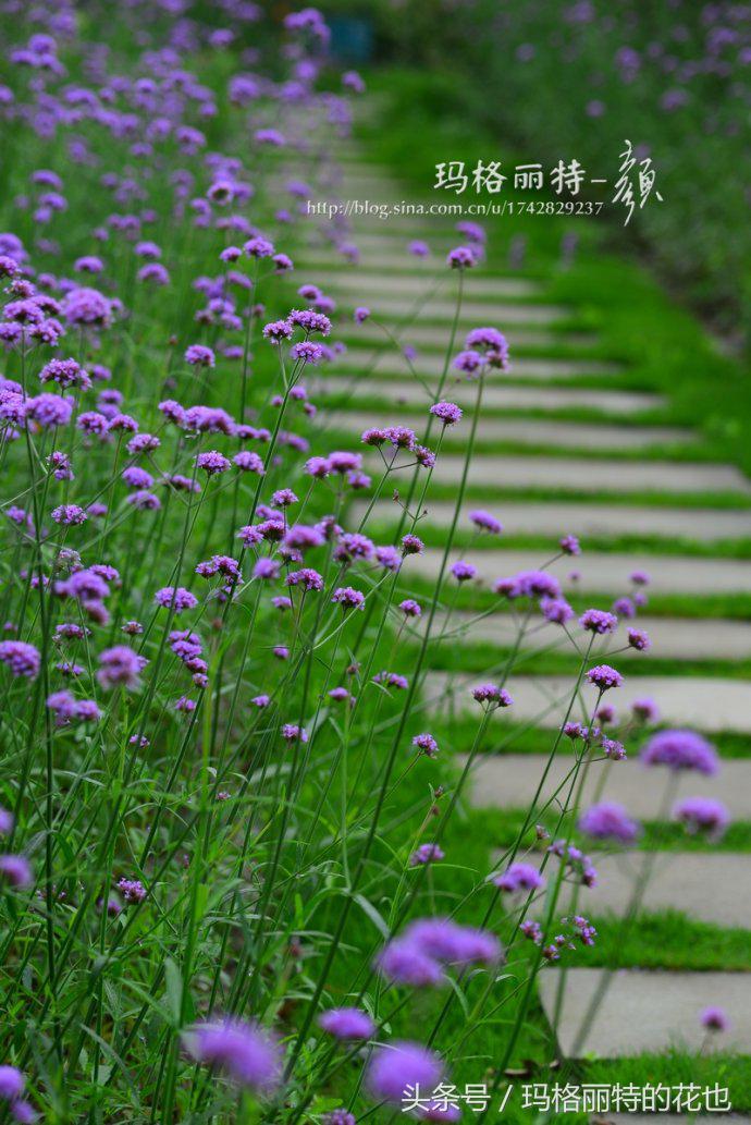 园丁修剪灌木,开满鲜花的小路教学设计一等奖