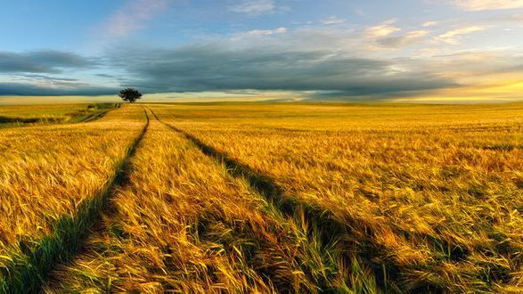 投资农业未来5年的出路,做农业想赚钱必须要有新的模式