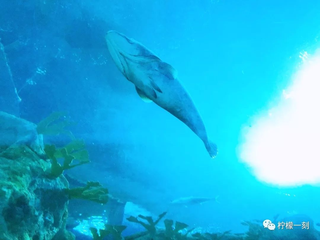 珠海长隆海洋王国美食攻略,深圳到珠海长隆海洋王国攻略