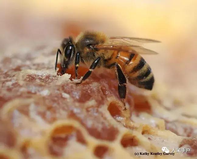 美味可口的蜂蜜竟是吐出来的,美味可口的蜂蜜竟然是吐出来的