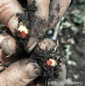 种草莓1年苗还是两年苗好,种草莓老苗好还是新苗好