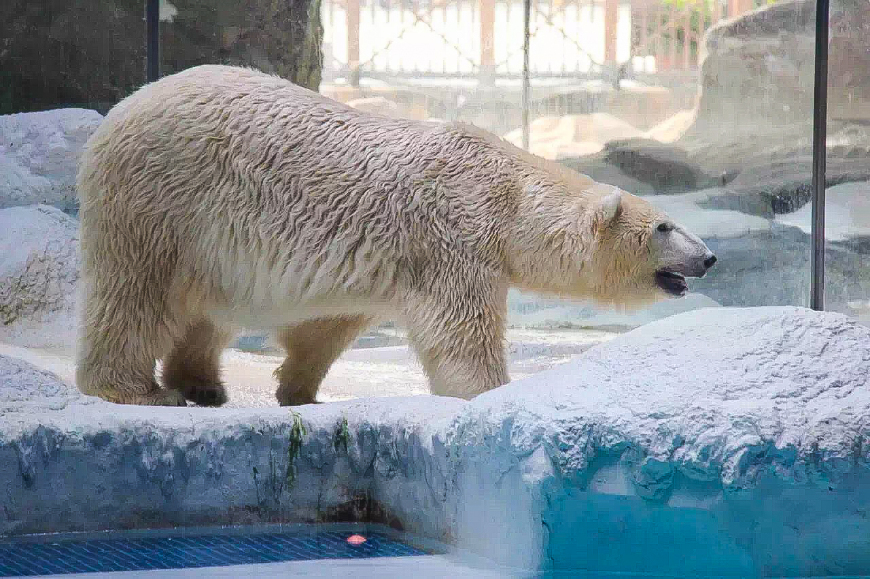 珠海长隆海洋王国亲子游攻略最新,长隆海洋世界亲子游攻略企鹅