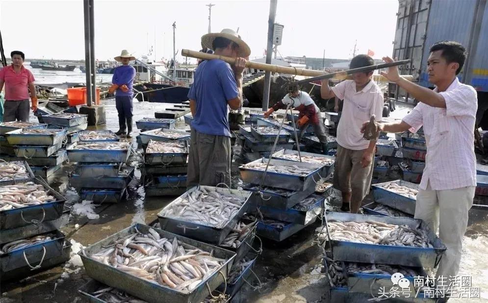 广东开海买海鲜,广东开海海鲜便宜还是贵