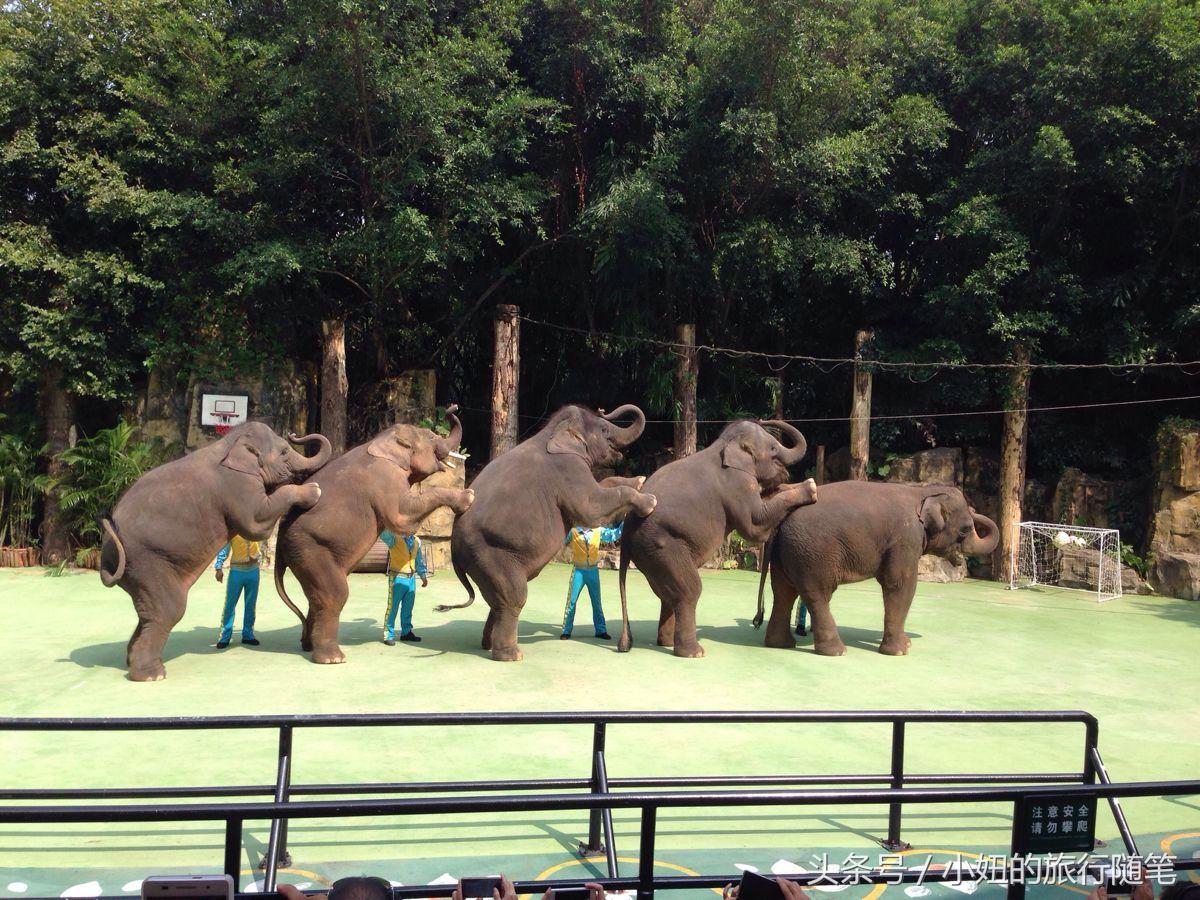 国内哪个动物园有考拉,广州长隆野生动物园考拉馆介绍