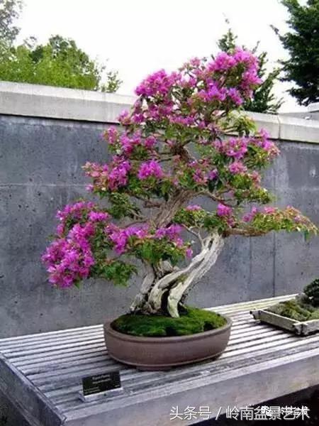 精品掌中宝三角梅盆景,顶级国宝级三角梅盆景