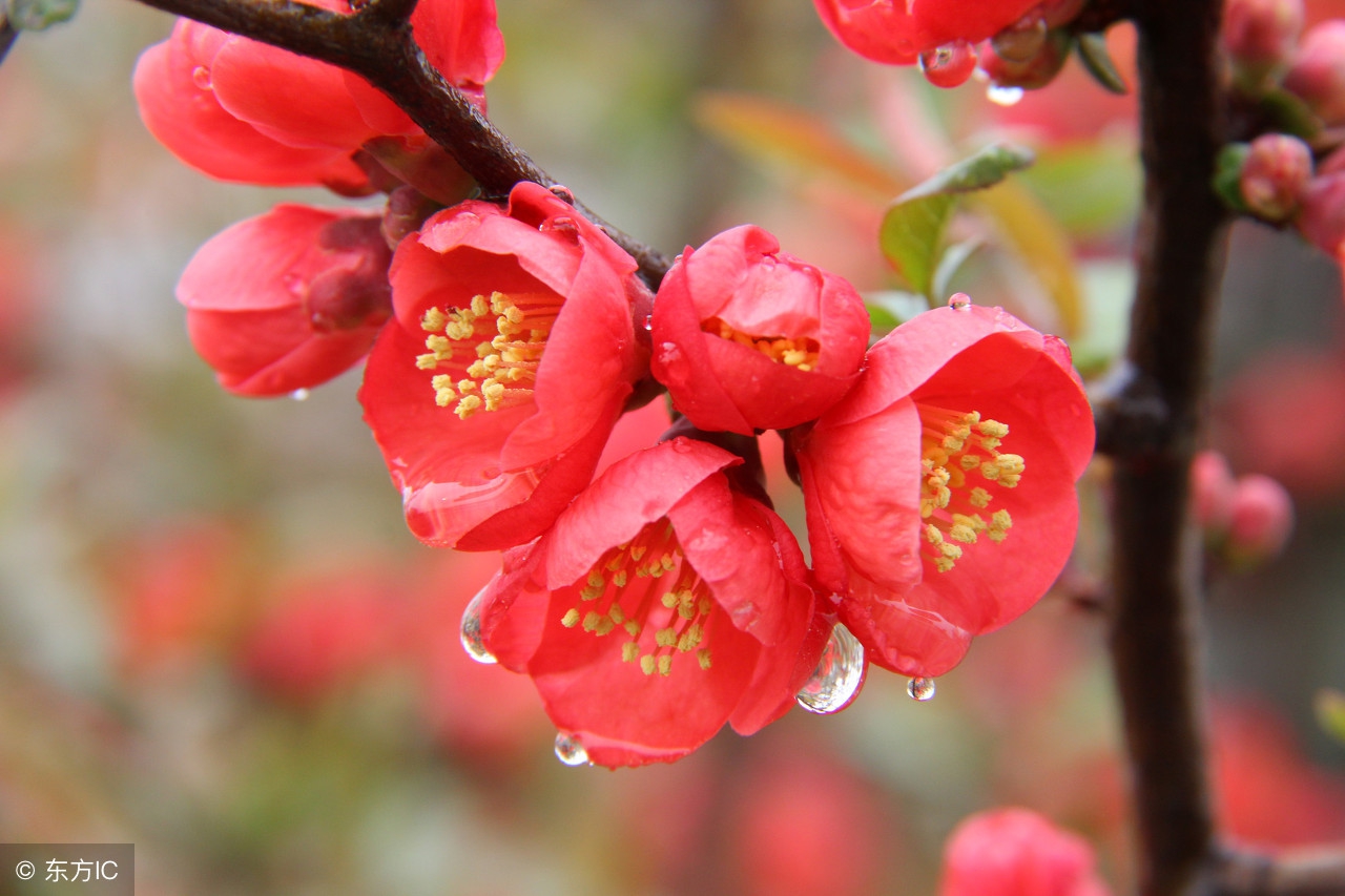 紫藤花语为情而生,紫藤花的花语为情而生为爱而亡