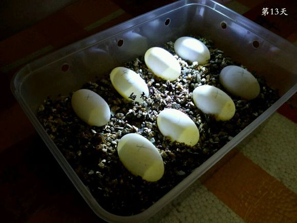 草龟繁殖经验分享孵蛋40天破壳,草龟孵化及幼龟养殖