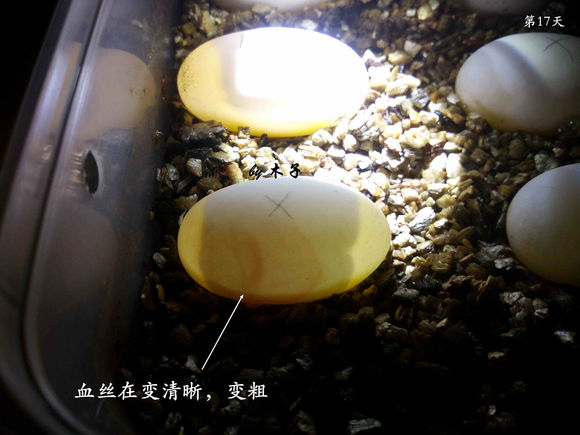 草龟繁殖经验分享孵蛋40天破壳,草龟孵化及幼龟养殖