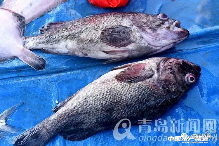 黄渤海特点海鲜,黄渤海渔场海鲜有哪些