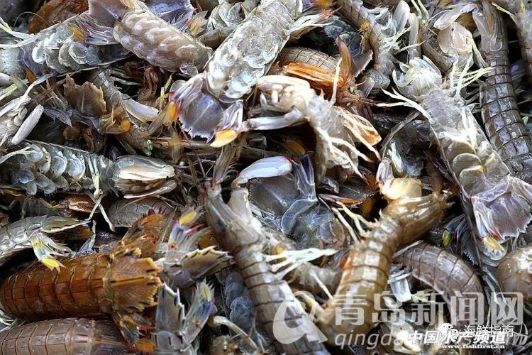 黄渤海特点海鲜,黄渤海渔场海鲜有哪些