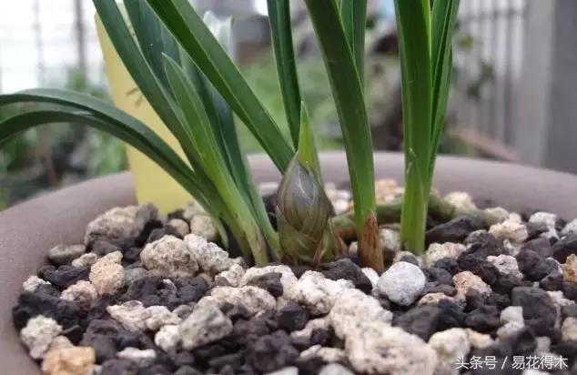 如何促使大花蕙兰兰花花芽分化,青山玉泉兰花花芽分化时间
