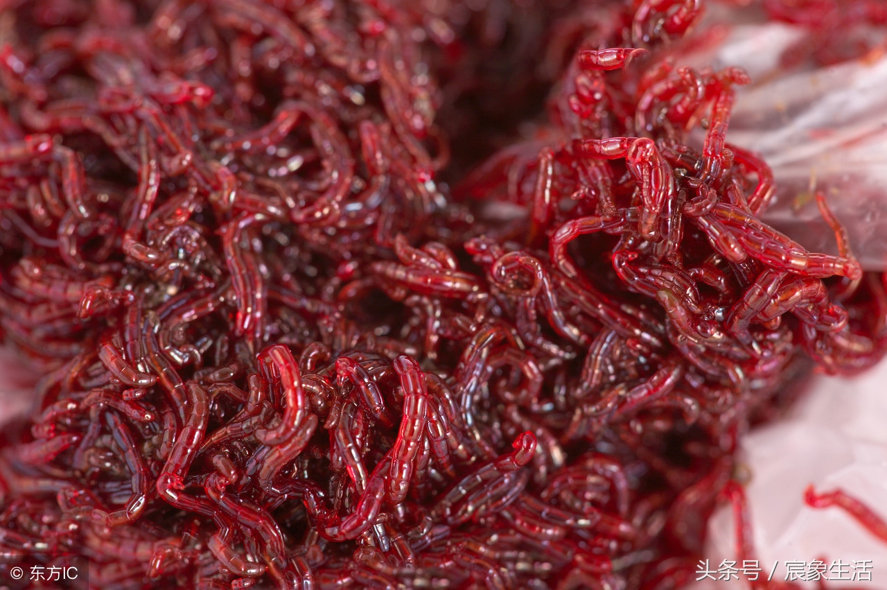 如何养红虫钓鱼,野钓红虫怎么养护好