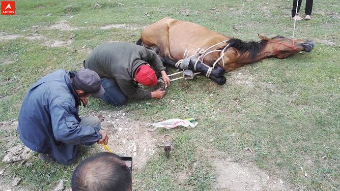 一次偶尔，铸就永恒，十年驴龄的他“长存”于此-乌孙驴行记