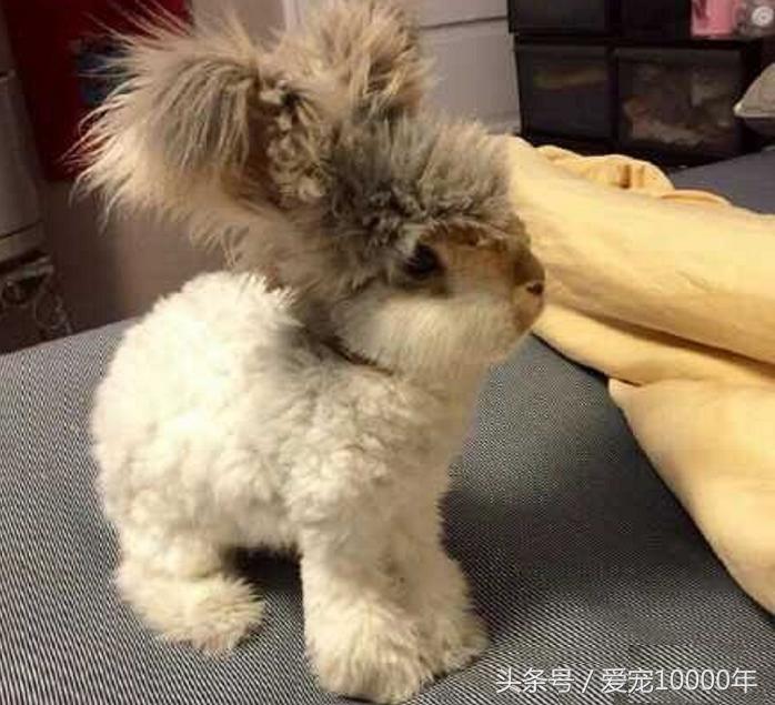 像一只猫一样的猫咪,像一只猫的猫咪