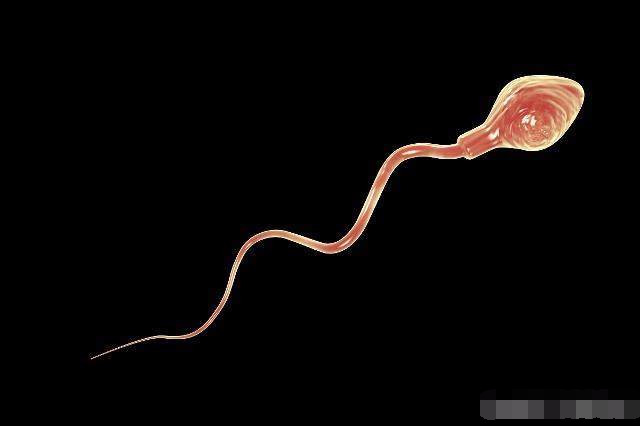 小蝌蚪进入肚子后多久进入输卵管,小蝌蚪进入母体会存活多久