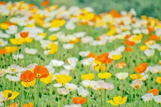 名人名言手抄报50句,励志名人名言经典100句文案