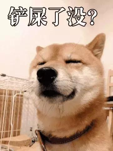 比熊经常拉肚子，铲屎官观察5点症状，发现感染寄生虫！
