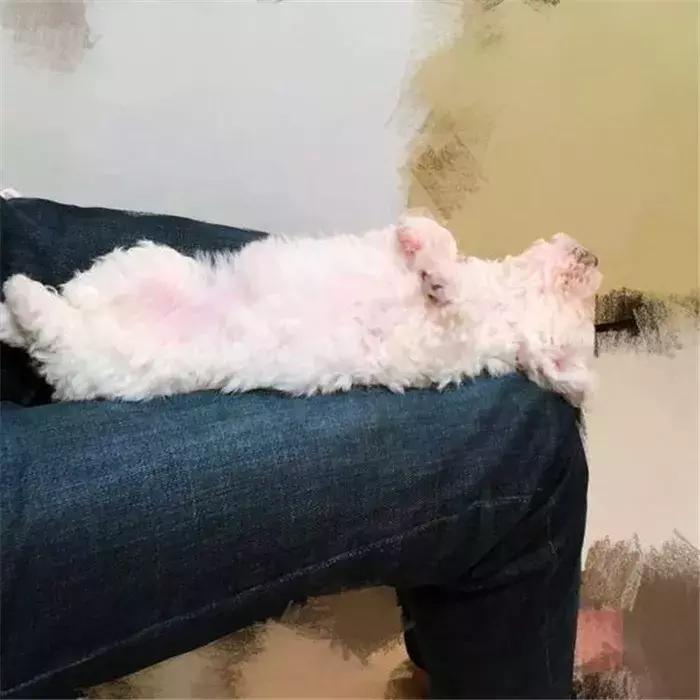 比熊经常拉肚子，铲屎官观察5点症状，发现感染寄生虫！