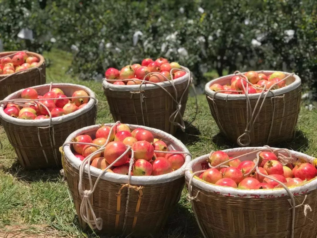 红润有食欲，一咬就爆汁，不用吐籽的突尼斯软籽石榴，甜滋滋货比十几家后，我们帮你选了这个