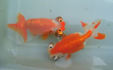 观赏鱼的养殖密度标准,观赏鱼本来以为这么大密度不好养