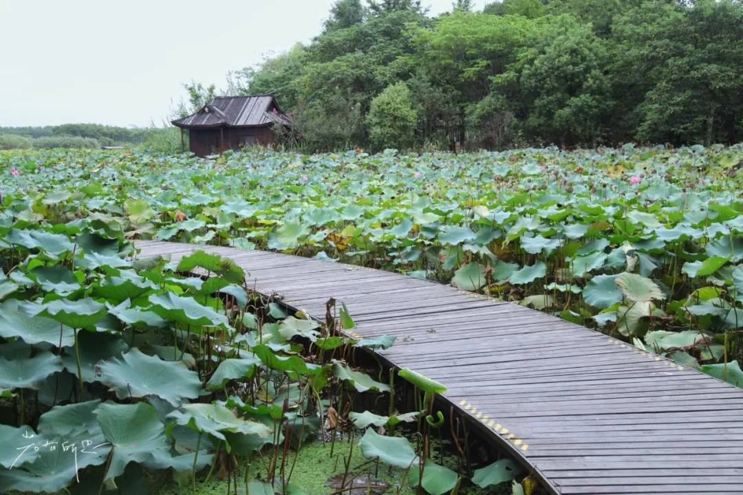 沙家浜二日游旅游攻略,沙家浜春节一日游攻略