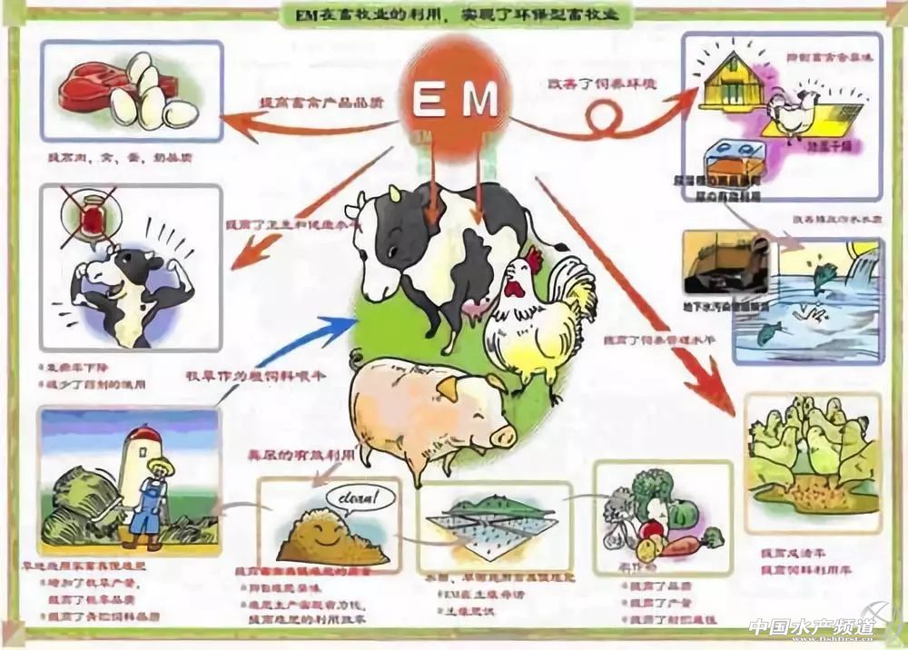 水产养殖中微生物制剂都有哪些,水产微生态制剂使用原则和方法