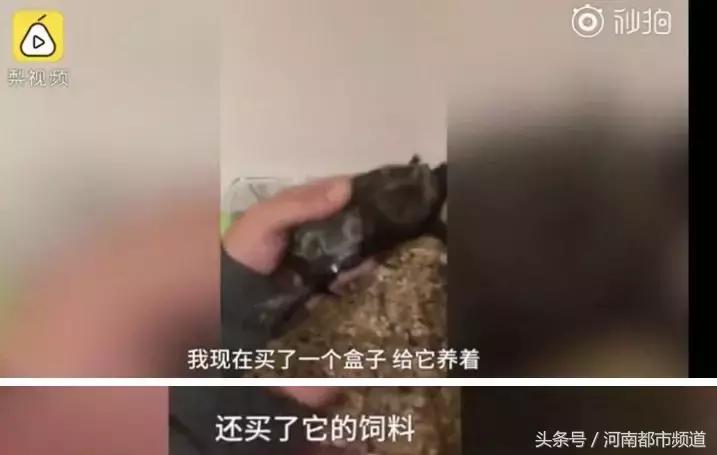 没有感情的广东人！台风天救起的乌龟，第二天就炖汤啦？