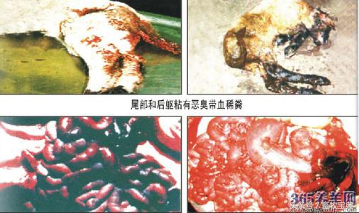 养牛笔记干货分享,养牛日记从头开始