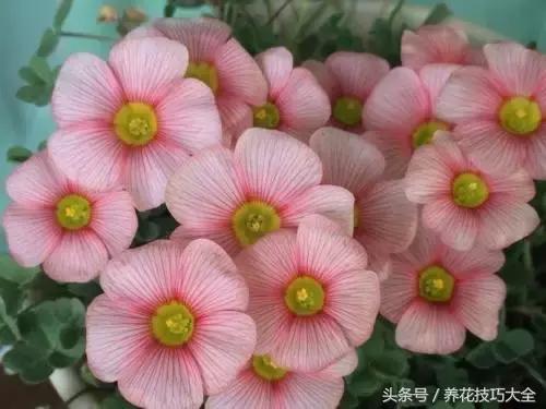 10月份哪些花可以翻盆,秋季换盆的花有哪些