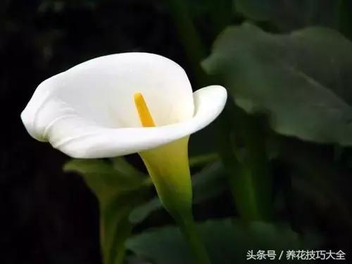 10月份哪些花可以翻盆,秋季换盆的花有哪些