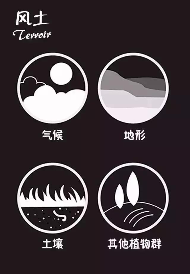 酒店餐厅葡萄酒基本知识普及,餐厅常见葡萄酒