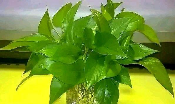 用水养绿萝怎么才能长得更旺盛,水养绿萝怎么才能长得旺盛