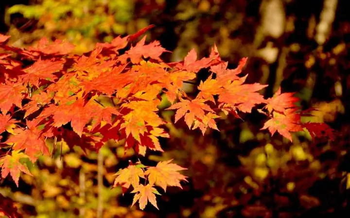 敦化寒葱岭红叶谷风景,吉林红叶最新视频