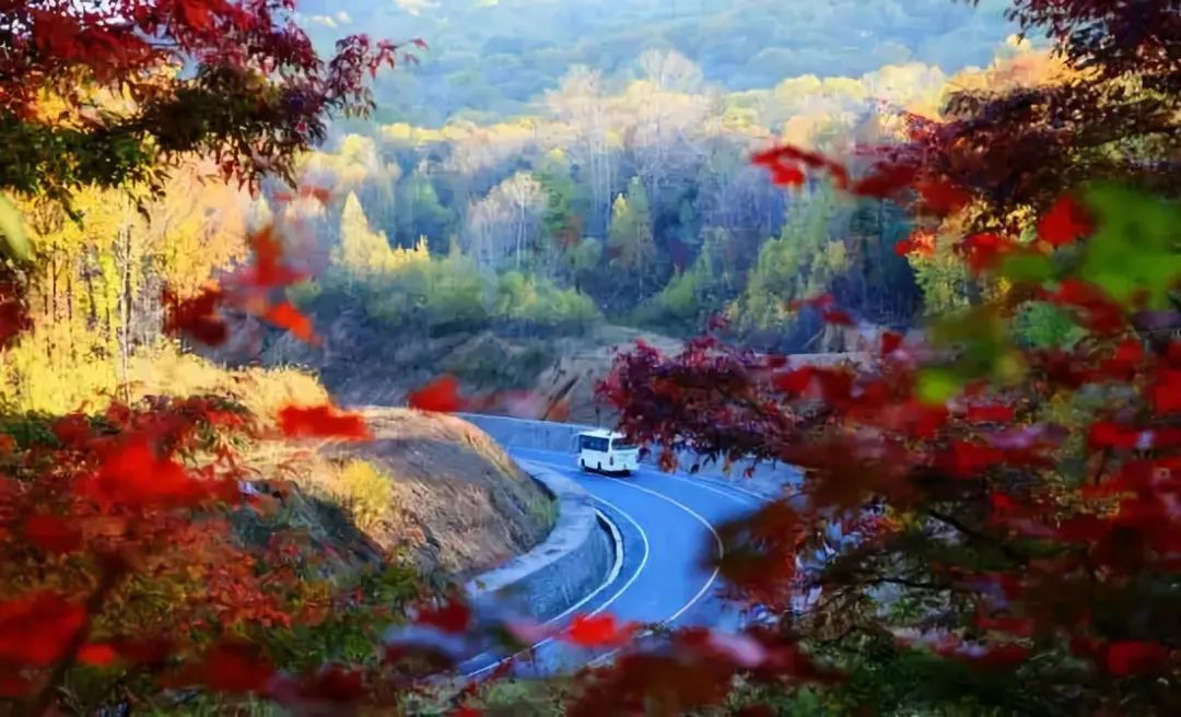 敦化寒葱岭红叶谷风景,吉林红叶最新视频