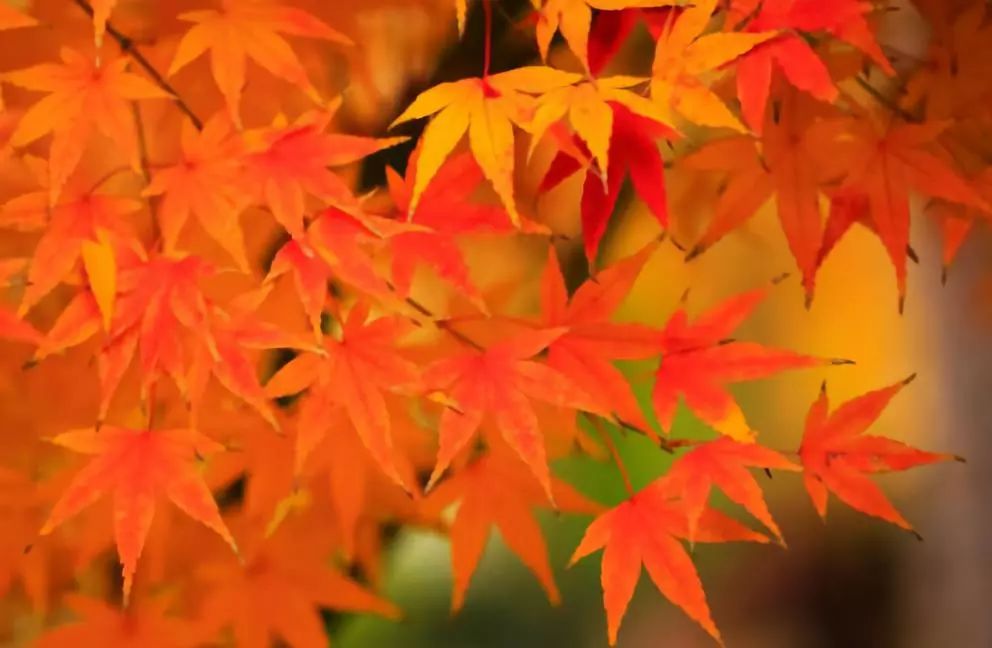 敦化寒葱岭红叶谷风景,吉林红叶最新视频