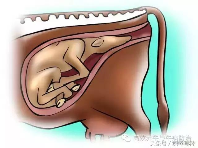 判断母牛生产成功的最佳方法,养牛最佳观察方法