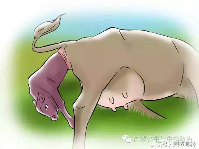 判断母牛生产成功的最佳方法,养牛最佳观察方法