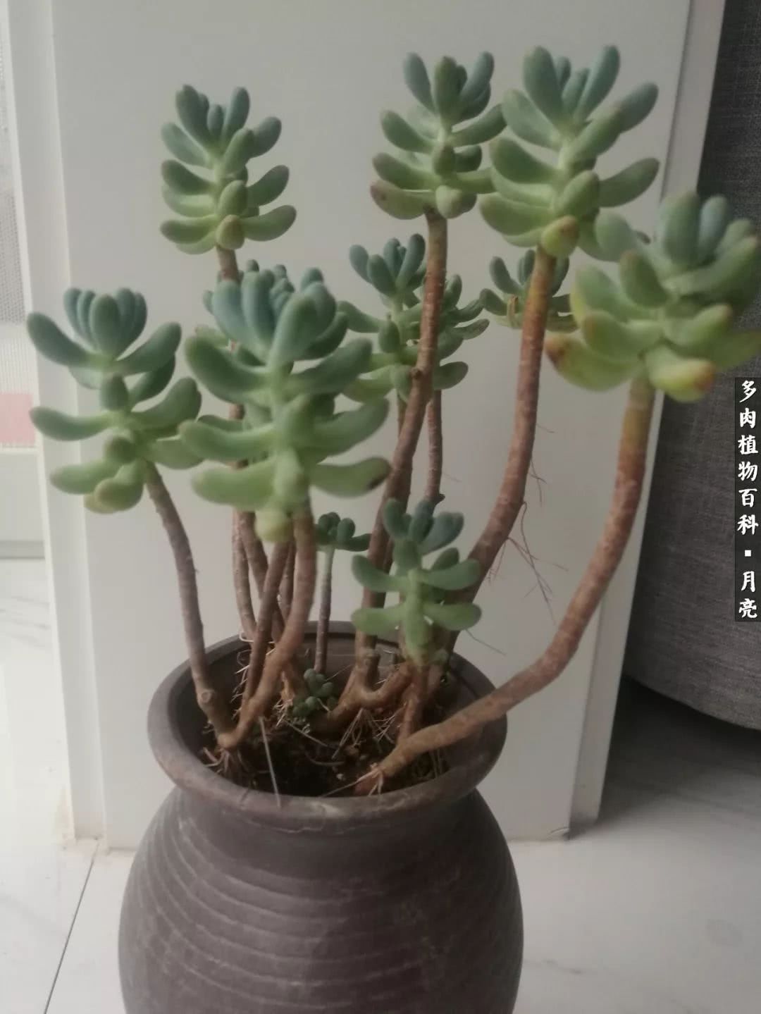 养了五年多肉没一盆“干货”？终于总结出原因了！