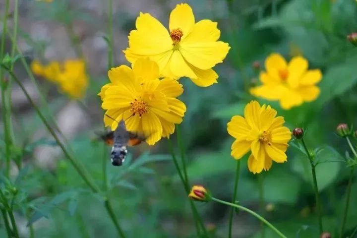秋天适合旅游的地方易县,清西陵秋冬美景