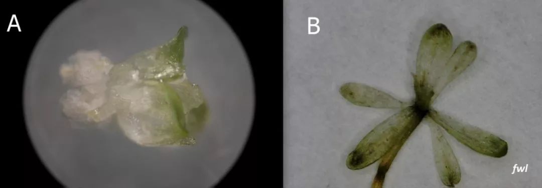 黑藻特点,黑藻是属于什么