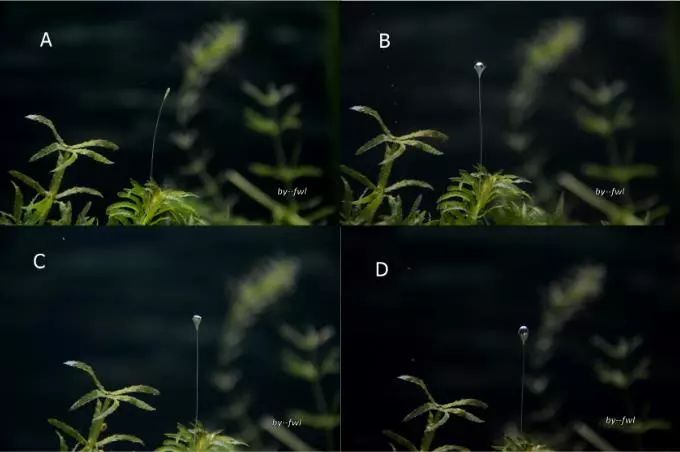 黑藻特点,黑藻是属于什么