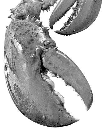 吃螃蟹禁忌那么多到底哪些是真的,吃螃蟹这么多禁忌到底哪个是真的