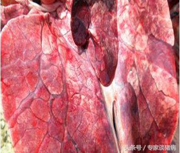 秋季猪场毛病多，还是猪场咳喘在作怪，快来看看专家如何去防控