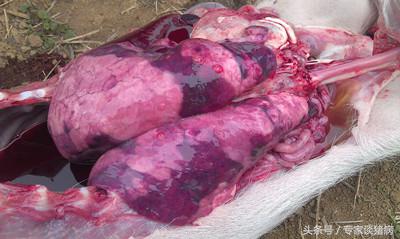 秋季猪场毛病多，还是猪场咳喘在作怪，快来看看专家如何去防控