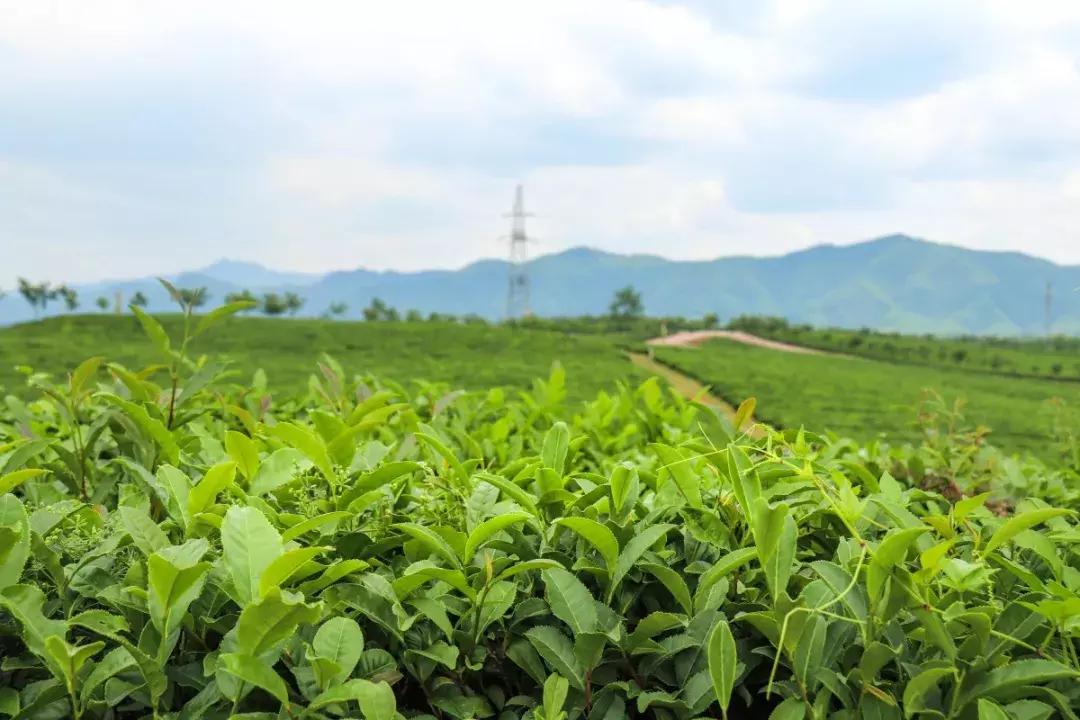 全球最大茶文化主题公园,赤壁青砖茶文化生态产业园