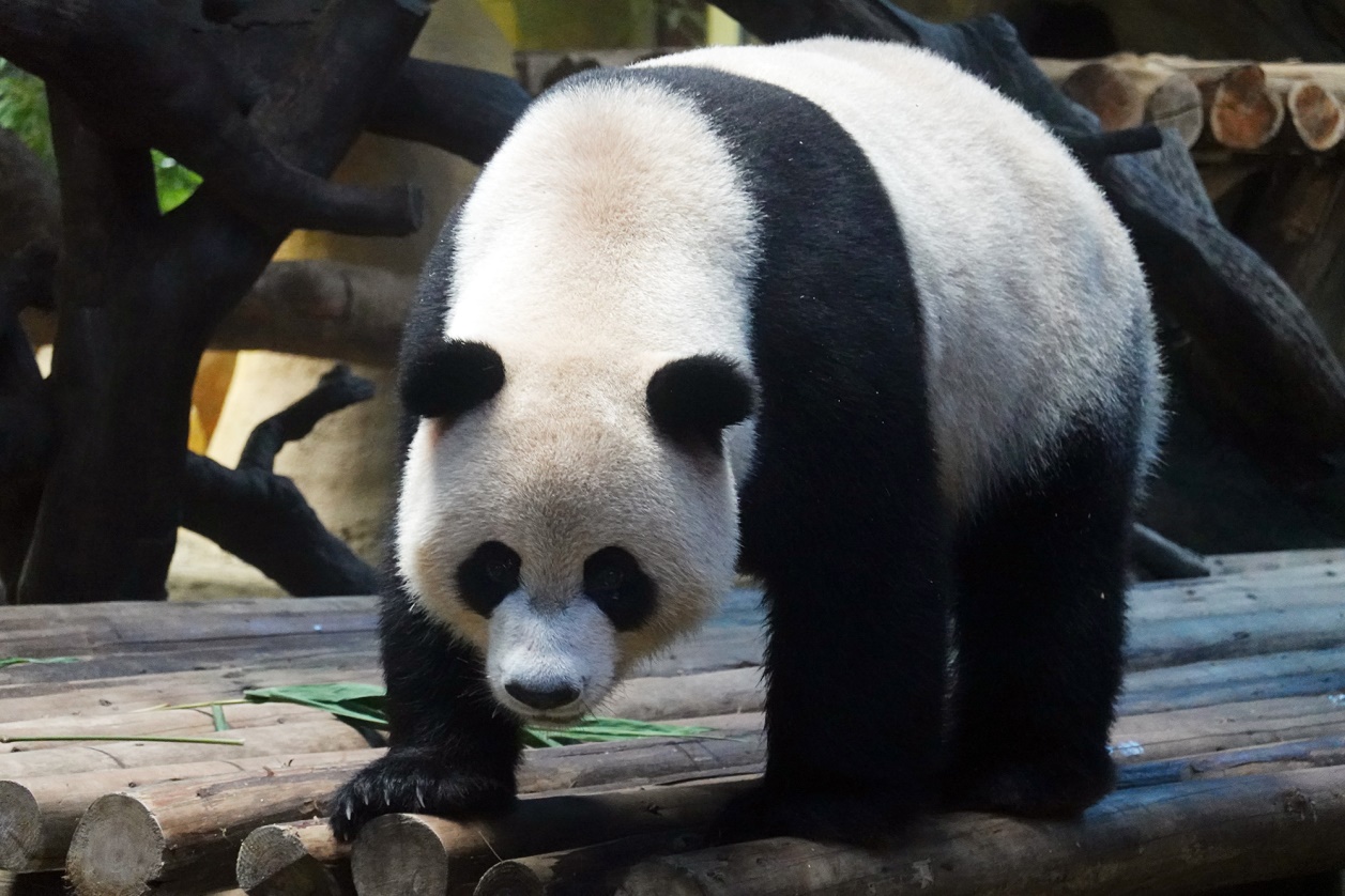 有舍有得，RX100M6长隆野生动物园中秋行摄记
